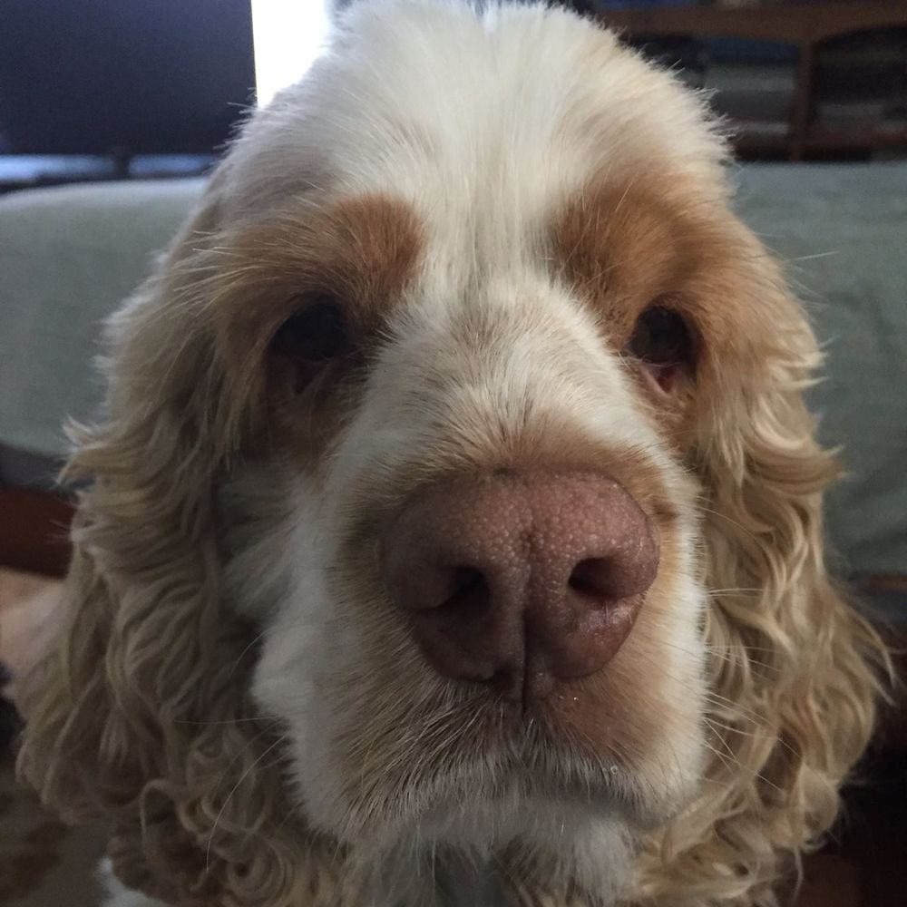 Meet your Posher, Susan